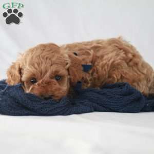 Max, Toy Poodle Puppy